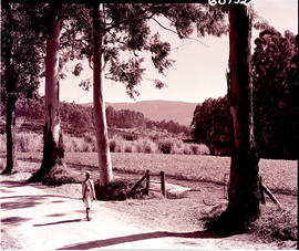 Tzaneen district, 1952. Woman walking on country road.