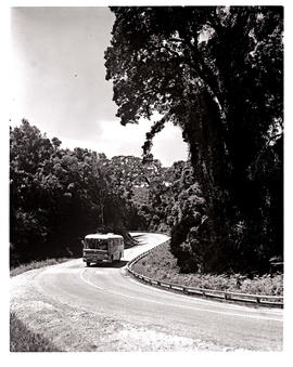 Plettenberg Bay district, 1965. SAR Mercedes Benz tour bus No MT16932 in the Tsitsikamma forest.
