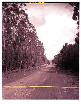 "Knysna district, 1948. Forest road."