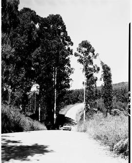 Barberton district, 1954. Road past timber plantation.