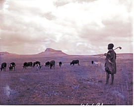 "Natal, 1956. Herder and cattle with Isandlwana in the distance."