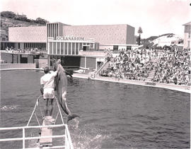 Port Elizabeth, 1970. Dolphin leaping out of water at oceanarium.