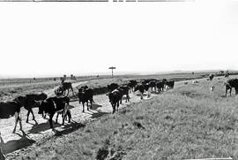 Bethlehem district, 1946. Cattle.