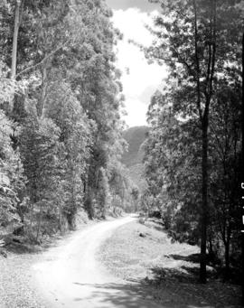 Tzaneen district, 1951. Magoebaskloof, plantation.