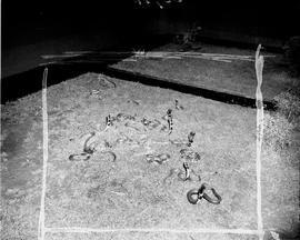 Port Elizabeth, 1948. Snake park.
