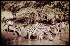 
Zebra drinking water in game park.
