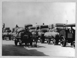 SAR Foden steam tractor and trailers with large bags next to donkey cart.