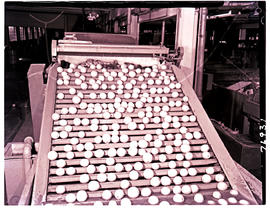Nelspruit district, 1967. Machine for sorting oranges.