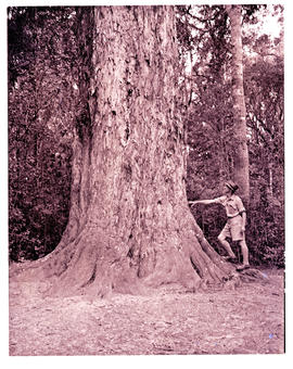 "Knysna district, 1949. The big yellowwood tree."