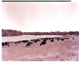 "Kimberley district, 1951. Riverton cattle."