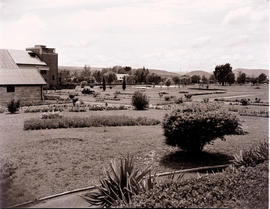 Estcourt, 1946. Public gardens.