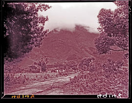 "Knysna district, 1945. Forested area."