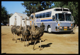 Oudtshoorn district, 1985. SAR Silver Eagle PLUSBUS tour bus at Highgate ostrich farm.
