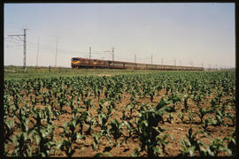 
Passenger train in maize field.

