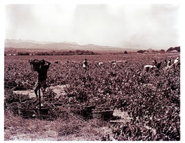 Paarl, 1963. Picking grapes.