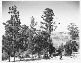 "Waterval-Onder, 1945."