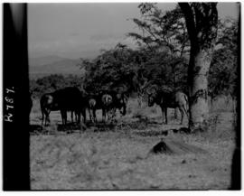 Kruger National Park, 27 March 1947. Wildebeest.