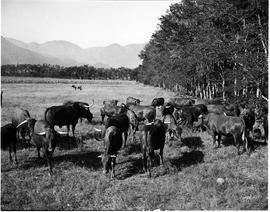Barberton district, 1954. Cattle.