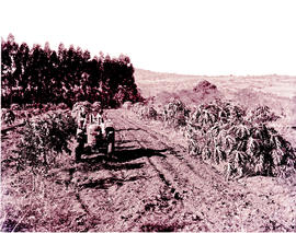 Tzaneen district, 1952. Pawpaw trees.