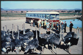 Oudtshoorn district, 1985. SAR Mercedes Benz tour bus at Highgate ostrich farm. SAR Tourist Servi...