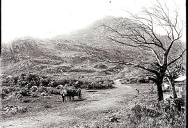 Country road with mule wagon.