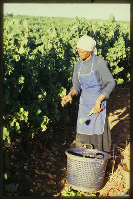 Harvesting grapes.