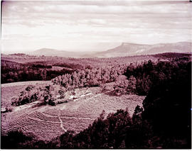Tzaneen district, 1951. Cultivated lands.