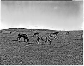Port Elizabeth district, 1950. Cattle.