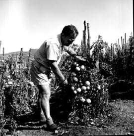 Tzaneen district, 1963. Tomato growing.