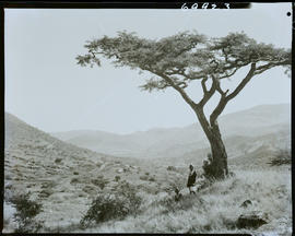 Zululand, 1961. Two Zulu women under a tree with a kraal in the distance.