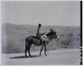Pondoland, 1951. Pondo boy on donkey.