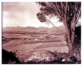 Paarl district, 1952. Vineyards and fruit orchards in Paarl valley.