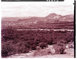 "Nelspruit district, 1962. Citrus grove."