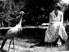 Bethlehem district, 1957. Blue crane in bird sanctuary.
