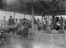 Workers in grape packing shed.