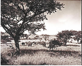 Colenso district, 1949. Cattle farming.