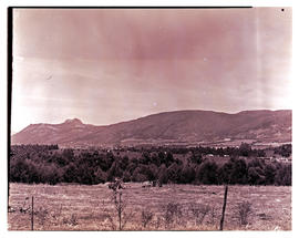 Paarl district, 1947. Paarl valley.