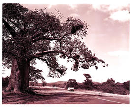 "1970. Baobab tree next to tarred road."