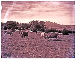 Paarl district, 1952. Pedigree Jersey bulls.