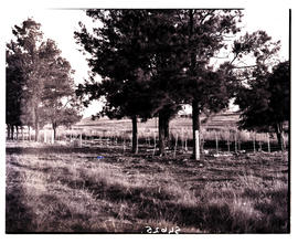 Colenso district, 1949. War cemetery.