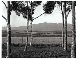 Swellendam district, 1968. Langeberg mountains in the distance.