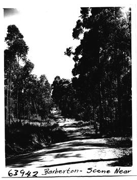 Barberton district, 1955. Road through timber plantation.