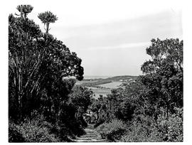 "Port Alfred district, 1971. Road through forest."