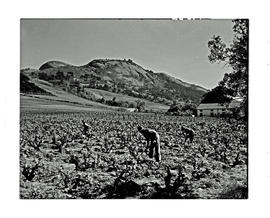 Paarl district, 1945. Vineyards with Paarl Rock in the distance.