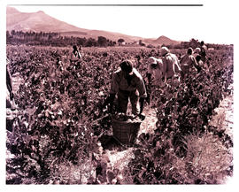 Paarl district, 1950. Grape picking.