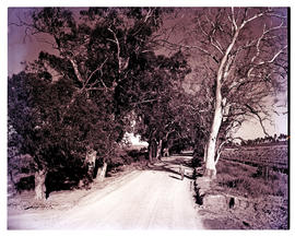 "Ceres district, 1952. Tree-lined country road."