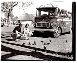 Kruger National Park, 1961. Feeding starling next to SAR Chevrolet motor coach bus No MT6918.