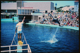 Port Elizabeth, December 1968. Dolphin show at Oceanarium. [S Mathyssen]