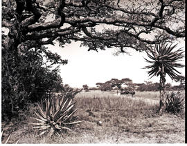 Colenso district, 1949. Cattle farming.