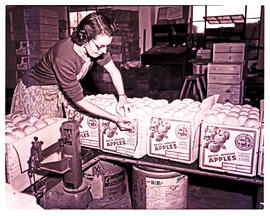 "Prince Alfred Hamlet, 1953. Packing apples."